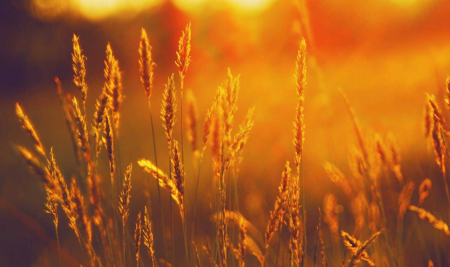 Future Plan & Strategy for Consutruction